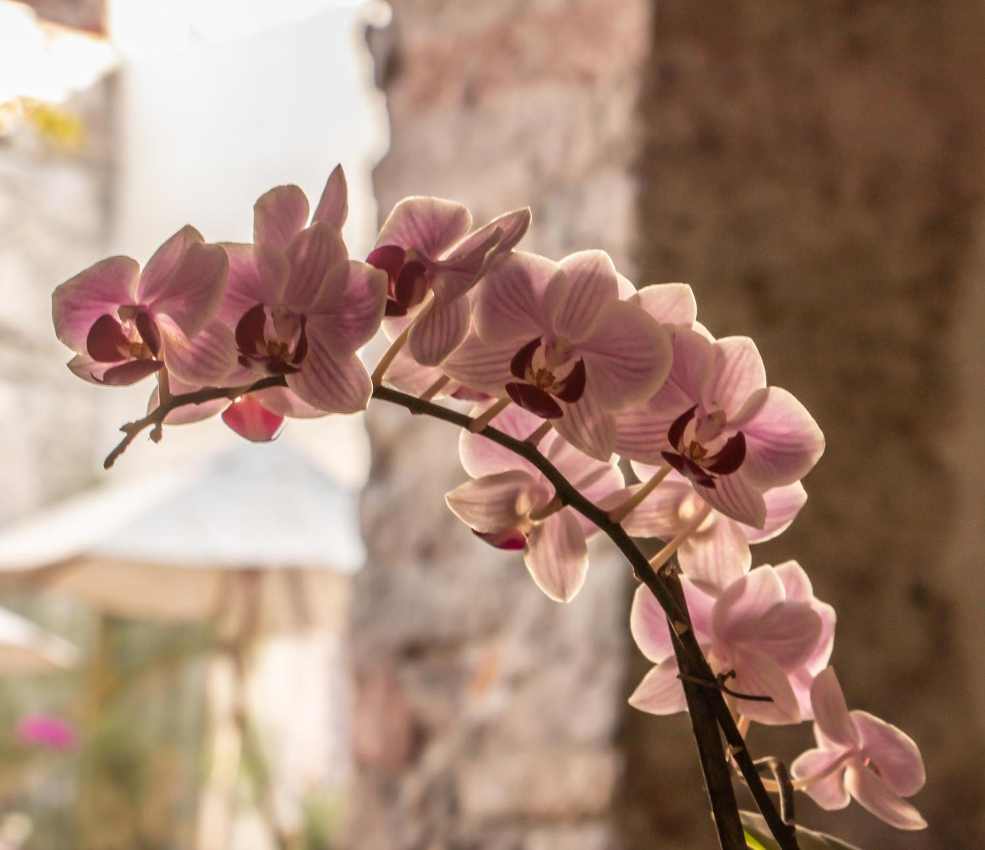 Orchid House San Miguel De Allende Kültér fotó